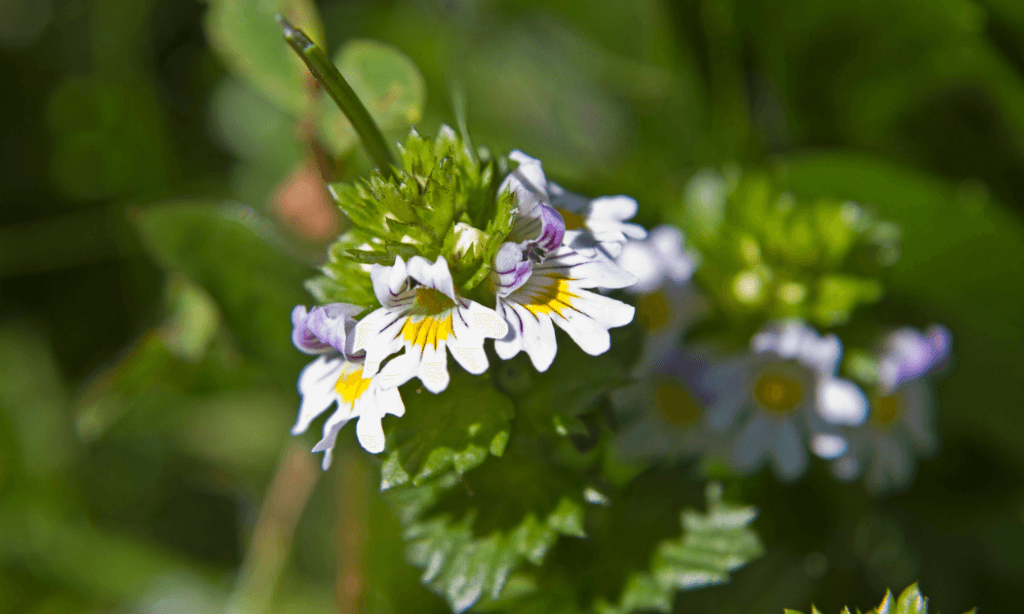 The #1 Best Resource: 17 Extraordinary Herbs For Eyes 29 Eyebright Herbs For Eyes