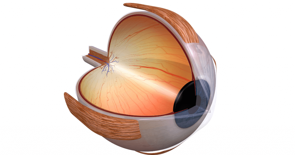 Rare Eye Diseases In Humans
