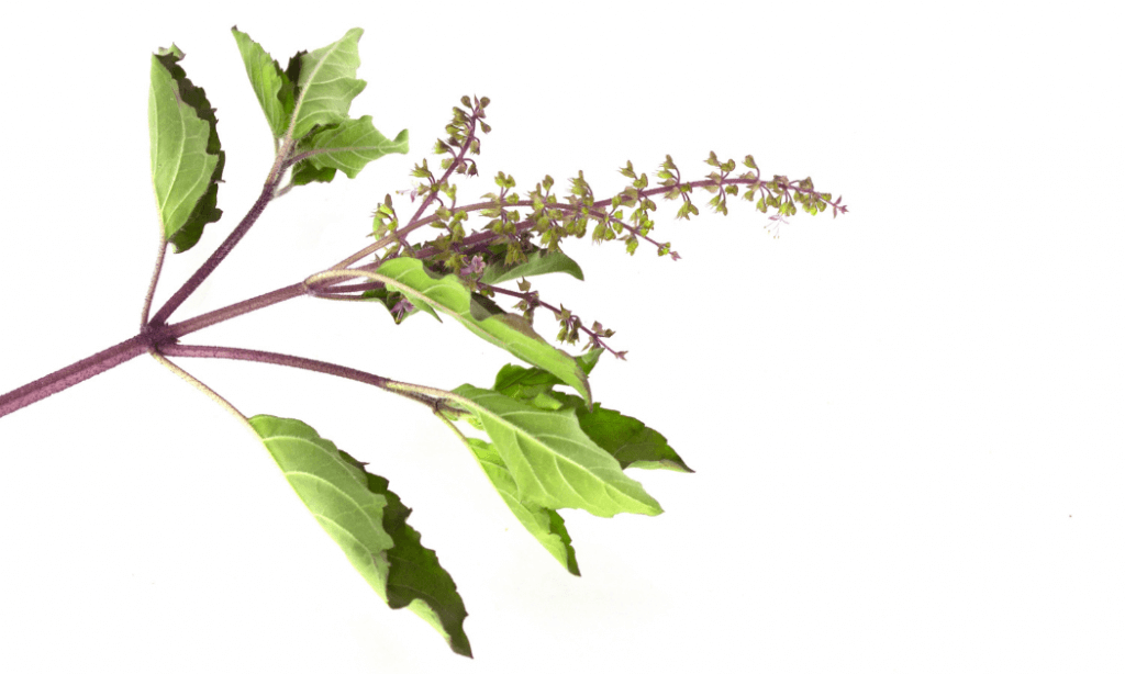 The #1 Best Resource: 17 Extraordinary Herbs For Eyes 39 Tulsi Holy Basil Herbs For Eyes