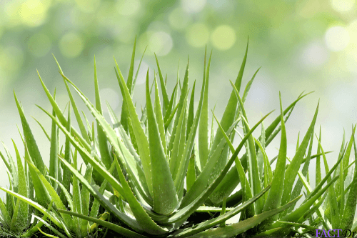 Aloe Vera - Natural Remedies for Astigmatism
